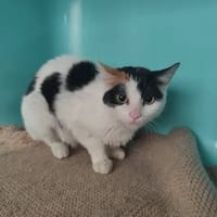 OLYMPE, chatte à adopter