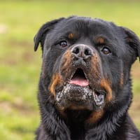 KODA CHAO, chien à adopter