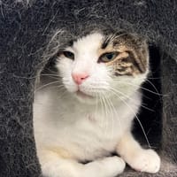 Moush, chat à adopter