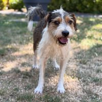 Serenity CAA15574, chien à adopter