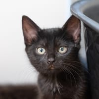 LANA, chatte à adopter