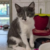 DANETTE, chatte à adopter