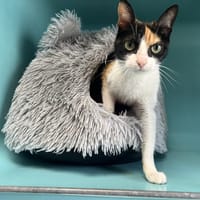 LILOU, chatte à adopter