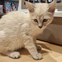 BOUNTY (en cours d'adoption), chatte à adopter