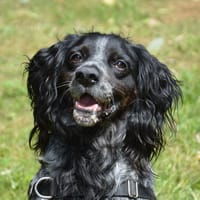 MAX OAA20069, chien à adopter
