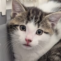 PEYTON CHA, chatte à adopter
