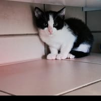 ZAZOO, chat à adopter