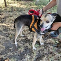 CREVETTE, chienne à adopter