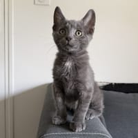 RORONOA (réservé), chat à adopter
