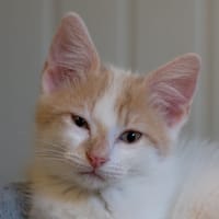 NENUPHAR, chat à adopter