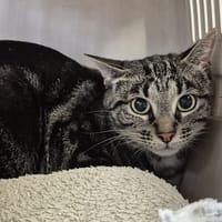 ELINA CHA, chatte à adopter