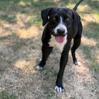 Djingo CAA15573, chien à adopter