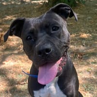 Onyx, chienne à adopter
