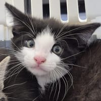 JAMIE CHA, chat à adopter