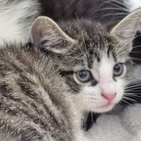 BROOKE CHA, chatte à adopter