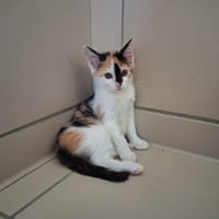 ZELDA, chatte à adopter