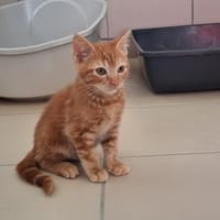 BISCUIT, chat à adopter