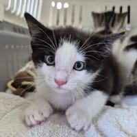 HALEY CHA, chatte à adopter