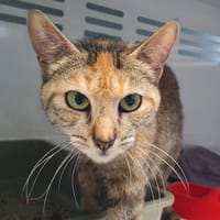 FREYA CHA, chatte à adopter