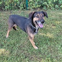 ZÉLIA, chienne à adopter