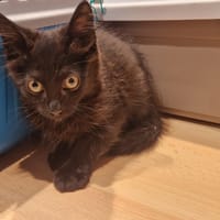 KROTMOU, chat à adopter