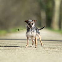 Piana, chienne à adopter