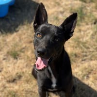 Vasko CAA15571, chien à adopter