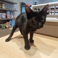 ISIS, chatte à adopter