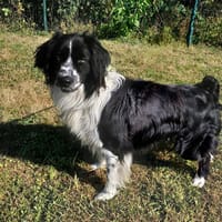 MIKA, chien à adopter