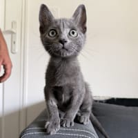 Nami, chatte à adopter