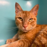 Monsieur Moustaches, chat à adopter