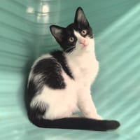 Laya, chatte à adopter