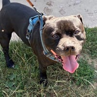 TYRON PAA24281, chien à adopter
