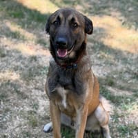 Velcro CAA15572, chien à adopter