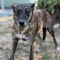 Aurore CAA15570, chienne à adopter