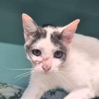 MILO, chat à adopter