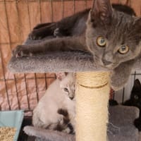 MISTIGRI (en cours d'adoption), chat à adopter