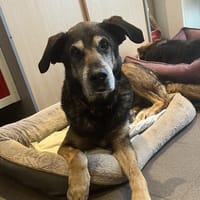 DANI VAA, chien à adopter