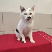 POCKET QCT (j'ai trouvé ma famille), chat à adopter