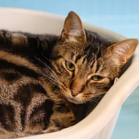 ASTON, chat à adopter