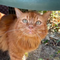 Ruby, chat à adopter