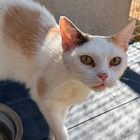 ALBA, chatte à adopter