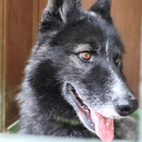 PACA, chien à adopter