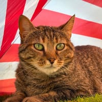 ANNA, chatte à adopter