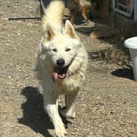 LEBRON (Los Reyes), chien à adopter