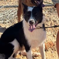 DAKO (Maria), chien à adopter