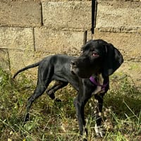 MUSA (Animalea), chienne à adopter