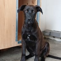 YEN (LARA), chien à adopter