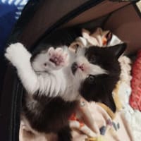 koda, chat à adopter