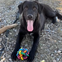 Morgan, perro en adopción